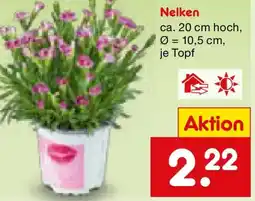 Netto Marken-Discount Nelken Angebot