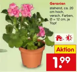 Netto Marken-Discount Geranien Angebot