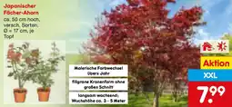 Netto Marken-Discount Japanischer Fächer-Ahorn Angebot