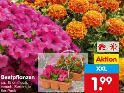 Netto Marken-Discount Beetpflanzen Angebot