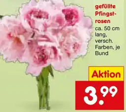 Netto Marken-Discount gefüllte Pfingstrosen Angebot