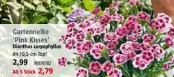 Bauhaus Gartennelke 'Pink Kisses' Angebot