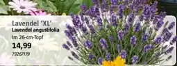 Bauhaus Lavendel 'XL' Angebot