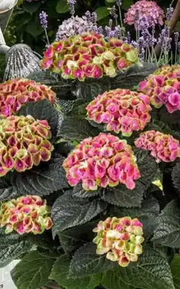 Bauhaus Hortensie 'Magical' Angebot