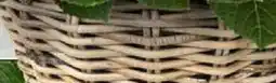 Bauhaus Rattan-Pflanzkorb 'Drypot' Angebot