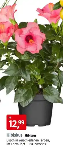 Bauhaus Hibiskus Angebot