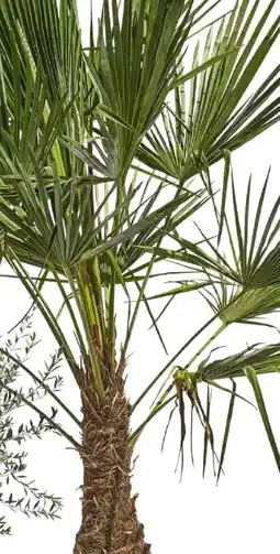 Bauhaus Hanfpalme Angebot