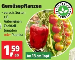 Thomas Philipps Gemüsepflanzen Angebot