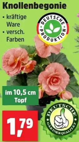 Thomas Philipps Knollenbegonie Angebot