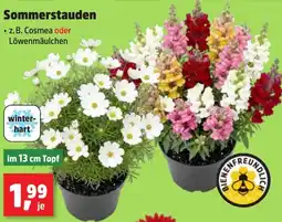 Thomas Philipps Sommerstauden Angebot