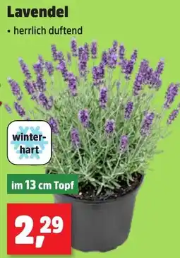 Thomas Philipps Lavendel Angebot