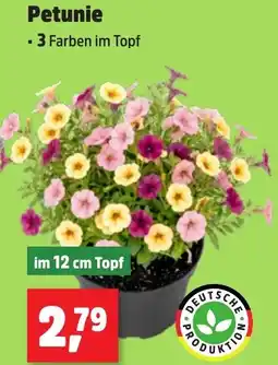 Thomas Philipps Petunie Angebot
