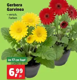 Thomas Philipps Gerbera Garvinea Angebot