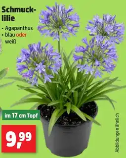 Thomas Philipps Schmucklilie Angebot