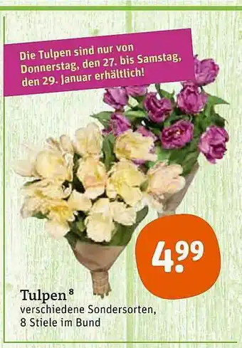 tegut Tulpen Angebot