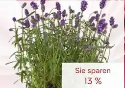 Pflanzen Kölle Lavendel Angebot