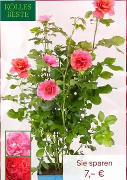 Pflanzen Kölle Kölle's Beste Kletterrose Angebot