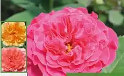 Pflanzen Kölle Duft-Edelrosen Angebot