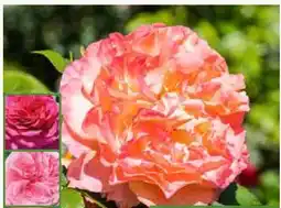 Pflanzen Kölle Edelrose Angebot