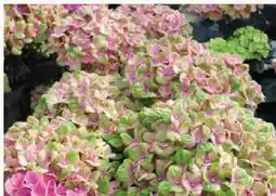 Pflanzen Kölle Gartenhortensie Magical Angebot