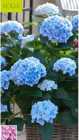 Pflanzen Kölle Kölle Gartenhortensie Angebot