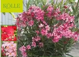 Pflanzen Kölle Kölle Oleander-Busch Angebot