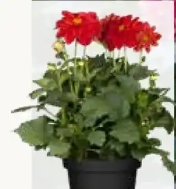Pflanzen Kölle Kölle Dahlie Angebot