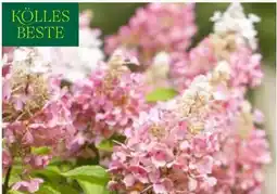 Pflanzen Kölle Kölle's Beste Rispenhortensie Angebot