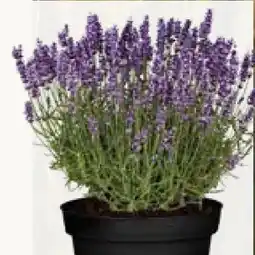 Pflanzen Kölle Lavendel Angebot