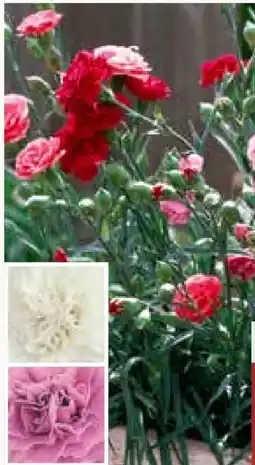 Pflanzen Kölle Gartennelken Angebot