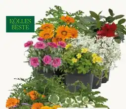 Pflanzen Kölle Kölle's Beste Beetpflanzen Angebot