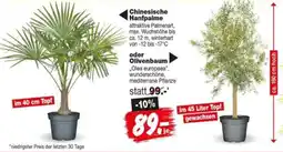 Repo Markt Chinesische Hanfpalme oder Olivenbaum Angebot