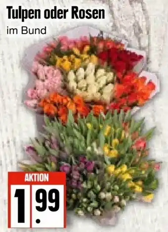 Edeka Frischemarkt Tulpen oder Rosen Angebot