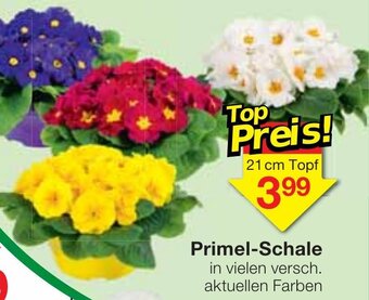 Jawoll Primel Schale Angebot