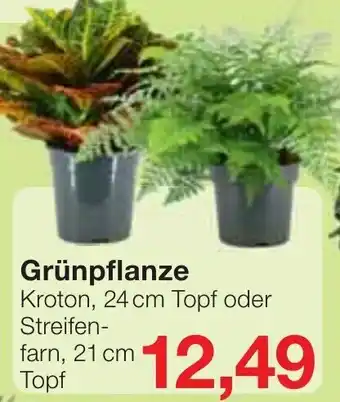 Jawoll Grünpflanze Angebot