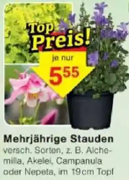 Jawoll Mehrjährige Stauden Angebot