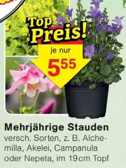 Wiglo Wunderland Mehrjährige Stauden Angebot