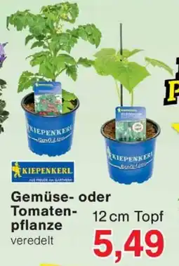 Wiglo Wunderland Gemüse- oder Tomatenpflanze Angebot