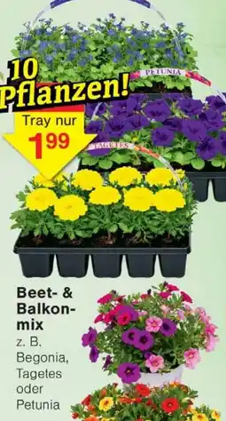 Wiglo Wunderland Beet- & Balkonmix Angebot
