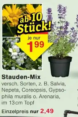 Wiglo Wunderland Stauden-Mix Angebot
