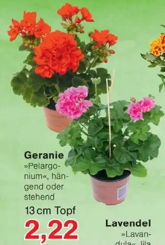 Wiglo Wunderland Geranie Angebot