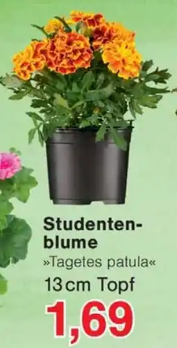 Wiglo Wunderland Studentenblume Angebot