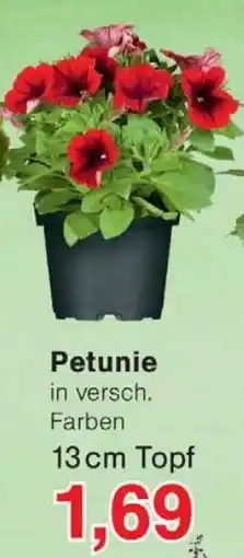 Wiglo Wunderland Petunie Angebot
