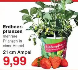 Wiglo Wunderland Erdbeerpflanzen Angebot
