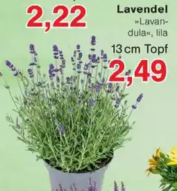 Wiglo Wunderland Lavendel Angebot