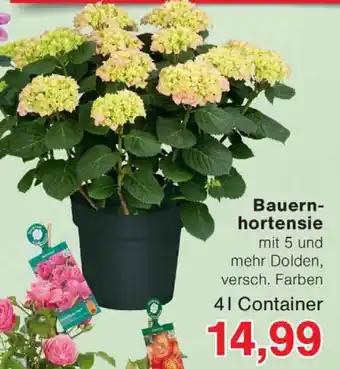 Wiglo Wunderland Bauernhortensie Angebot