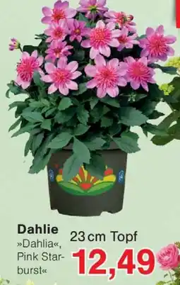 Wiglo Wunderland Dahlie Angebot