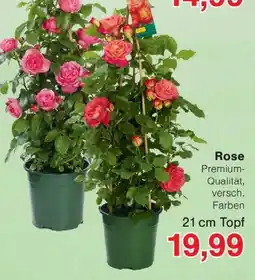 Wiglo Wunderland Rose Angebot