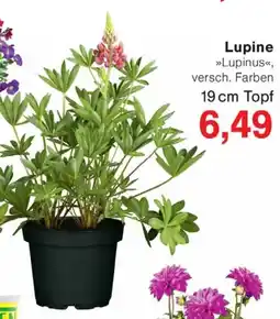 Wiglo Wunderland Lupine Angebot