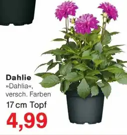 Wiglo Wunderland Dahlie Angebot